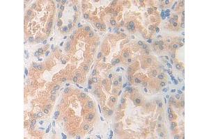 Used in DAB staining on fromalin fixed paraffin- embedded kidney tissue (NARS anticorps  (AA 1-330))