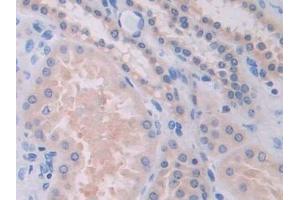 Detection of SUMF1 in Human Kidney Tissue using Polyclonal Antibody to Sulfatase Modifying Factor 1 (SUMF1)