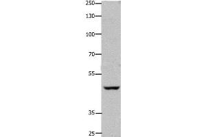 Western Blot analysis of Hela cell using FOXD3 Polyclonal Antibody at dilution of 1:450 (FOXD3 anticorps)