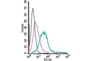 Cell surface detection of MERTK by direct flow cytometry in live intact human  megakaryoblastic leukemia cells: + Rabbit IgG Isotype Control-FITC (ABIN7582044). (MERTK anticorps  (Extracellular) (FITC))