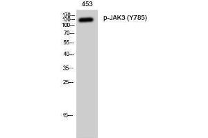 Western Blotting (WB) image for anti-Janus Kinase 3 (JAK3) (pTyr785) antibody (ABIN3182638) (JAK3 anticorps  (pTyr785))