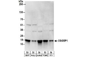 anti-CGG Triplet Repeat Binding Protein 1 (CGGBP1) (AA 1-50) antibody