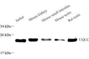 Western blot analysis of UQCC (ABIN7076094) at dilution of 1: 500