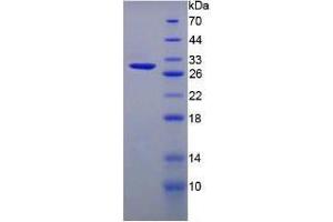 SDS-PAGE analysis of Mouse ITLN1 Protein.