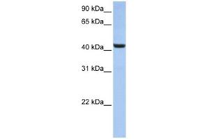 WB Suggested Anti-B3GNT7 Antibody Titration:  0. (B3GNT7 anticorps  (N-Term))