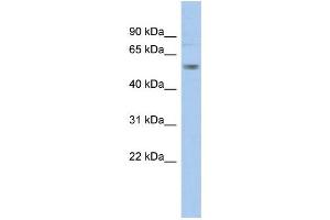 WB Suggested Anti-KCNA1 Antibody Titration:  0. (KCNA1 anticorps  (Middle Region))
