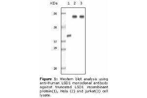 Image no. 2 for anti-Lysine (K)-Specific Demethylase 1A (KDM1A) antibody (ABIN207611) (LSD1 anticorps)