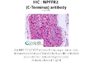 Image no. 2 for anti-Neuropeptide FF Receptor 2 (NPFF2) (C-Term) antibody (ABIN1737471) (NPFFR2 anticorps  (C-Term))