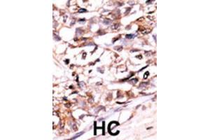 Immunohistochemistry (IHC) image for anti-DUSP13-M1 antibody (ABIN3003768) (DUSP13-M1 anticorps)