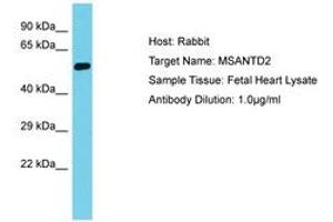 Image no. 1 for anti-Myb/SANT-Like DNA-Binding Domain Containing 2 (MSANTD2) (AA 153-202) antibody (ABIN6750675) (MSANTD2 anticorps  (AA 153-202))