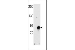 Western blot analysis of CUL4a (arrow) using rabbit polyclonal CUL4a Antibody (Human N-term) (ABIN391852 and ABIN2841686). (Cullin 4A anticorps  (N-Term))