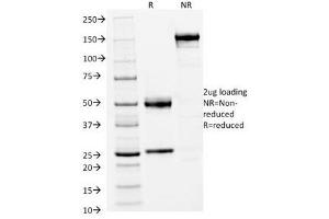 SDS-PAGE Analysis of Purified, BSA-Free FOXA1 Antibody (clone FOXA1/1512). (FOXA1 anticorps  (AA 372-472))