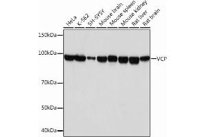 Western blot analysis of extracts of various cell lines, using VCP Rabbit mAb (ABIN7271284) at 1:1000 dilution. (VCP anticorps)