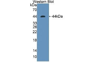 Detection of Recombinant KLF15, Human using Polyclonal Antibody to Kruppel Like Factor 15 (KLF15) (KLF15 anticorps  (AA 1-364))
