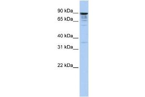 Western Blotting (WB) image for anti-Multiple C2 Domains, Transmembrane 1 (MCTP1) antibody (ABIN2458845) (MCTP1 anticorps)