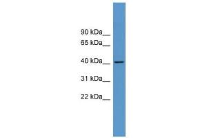 Western Blot showing ADORA1 antibody used at a concentration of 1-2 ug/ml to detect its target protein. (ADORA1 anticorps  (C-Term))