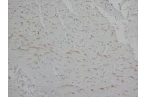 Immunohistochemical analysis of paraffin embedded rat tissue sections (cardiac muscle) usin Annexin V antibody