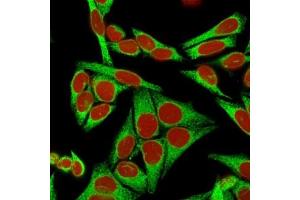 Immunofluorescent staining of human HeLa cells with Calnexin antibody (green) (clone CANX/1541).