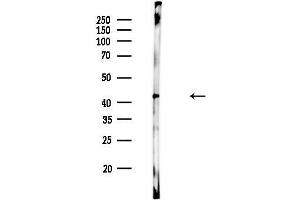 Western blot analysis of lysates from Rat liver, using KCNK2 Antibody at 1/1000 dilution.