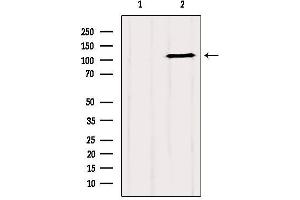 Western blot analysis of extracts from 293, using GRIP1 Antibody. (GRIP1 anticorps  (Internal Region))