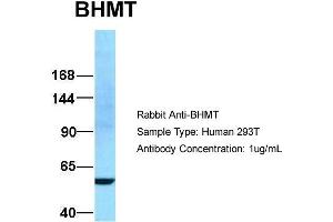 Host:  Rabbit  Target Name:  BHMT  Sample Type:  293T  Antibody Dilution:  1. (BHMT anticorps  (N-Term))