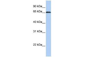 ZXDC antibody used at 0. (ZXDC anticorps  (Middle Region))
