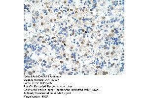Rabbit Anti-DAZAP1 Antibody  Paraffin Embedded Tissue: Human Liver Cellular Data: Hepatocytes Antibody Concentration: 4. (DAZAP1 anticorps  (C-Term))