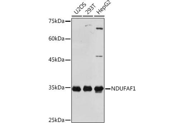 NDUFAF1 anticorps