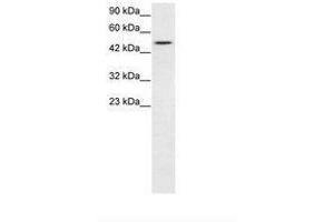 Image no. 1 for anti-T-Box 19 (TBX19) (N-Term) antibody (ABIN202548)