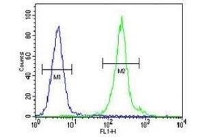 IL-12B antibody flow cytometric analysis of MDA-MB435 cells (green) compared to a negative control (blue).