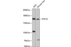 Western blot analysis of extracts of various cell lines, using PTCH1 antibody (ABIN1682368, ABIN1682367, ABIN3015342, ABIN3015343 and ABIN6213997) at 1:1000 dilution. (Patched 1 anticorps  (AA 1214-1312))