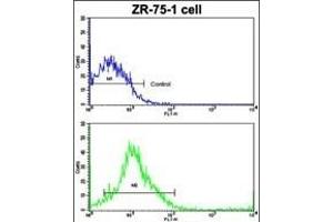Flow cytometric analysis of ZR-75-1 cells using CTSK Antibody (Center )(bottom histogram) compared to a negative control cell (top histogram). (Cathepsin K anticorps  (AA 207-237))