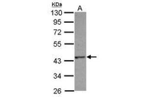 Image no. 2 for anti-HAUS Augmin-Like Complex, Subunit 4 (HAUS4) (AA 1-214) antibody (ABIN1498589) (C14orf94 anticorps  (AA 1-214))