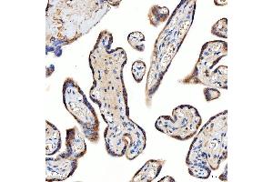 IHC analysis of TTLL2 using anti-TTLL2 antibody (ABIN7600850).