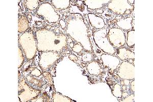 ABIN185487 (8 μg/mL) staining of paraffin embedded Human Thyroid Gland.