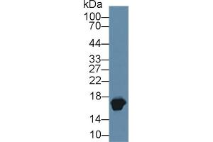 Detection of MYO in Caprine Heart lysate using Polyclonal Antibody to Myoglobin (MYO) (Myoglobin anticorps  (AA 1-154))
