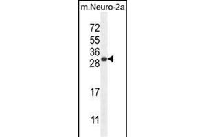 BHLHA15 Antibody (C-term) (ABIN654606 and ABIN2844305) western blot analysis in mouse Neuro-2a cell line lysates (35 μg/lane). (BHLHA15 anticorps  (C-Term))