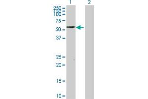 Western Blot analysis of PTRF expression in transfected 293T cell line by PTRF MaxPab polyclonal antibody. (PTRF anticorps  (AA 1-390))