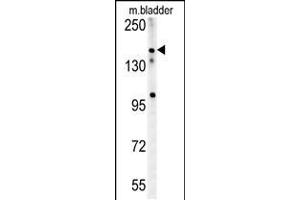 Western blot analysis in mouse bladder tissue lysates (15ug/lane). (CASZ1 anticorps  (C-Term))