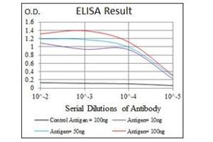 anti-Hexosaminidase A (HEXA) antibody