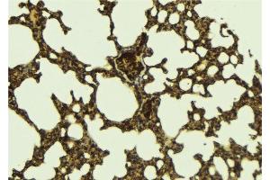 ABIN6276432 at 1/100 staining Mouse lung tissue by IHC-P.