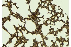 ABIN6276432 at 1/100 staining Mouse lung tissue by IHC-P. (MYD88 anticorps  (C-Term))