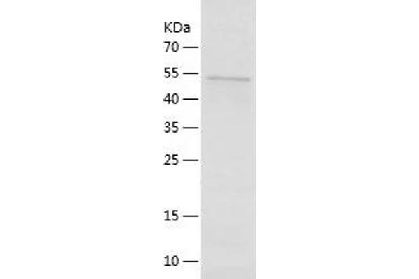 WNT4 Protein (AA 23-351) (His-IF2DI Tag)