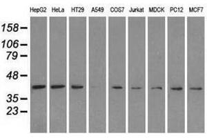 Image no. 5 for anti-Mitogen-Activated Protein Kinase 1 (MAPK1) antibody (ABIN1499289)
