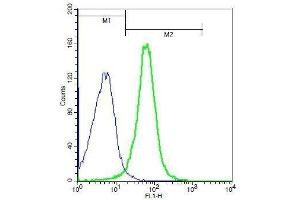 Mouse splenocytes probed with Rabbit Anti-BAMBI Polyclonal Antibody, Unconjugated . (BAMBI anticorps  (AA 101-200))
