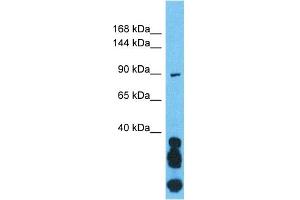 Host:  Rabbit  Target Name:  OGT  Sample Type:  721_B Whole Cell lysates  Antibody Dilution:  1. (OGT anticorps  (N-Term))