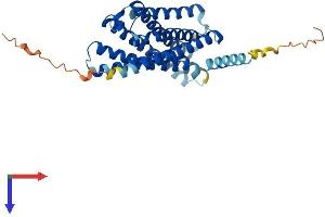 AlphaFold protein structure predicition of Human Recombinant XCR1 Protein, UniprotID P46094