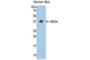 Western Blotting (WB) image for anti-Calpain 1 (CAPN1) (AA 387-694) antibody (ABIN1858231) (CAPN1 anticorps  (AA 387-694))