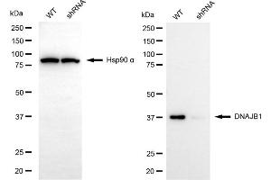 Western blotting analysis using DNAJB1 antibody (ABIN7798375).