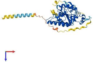 AlphaFold protein structure predicition of Human Recombinant GBGT1 Protein, UniprotID Q8N5D6